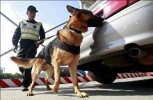 Un perro ayuda a examinar un vehículo en un registro policial.
