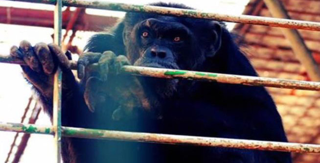 chimpance-Adan-zoo_de_Mallorca_MDSVID20150506_0082_17