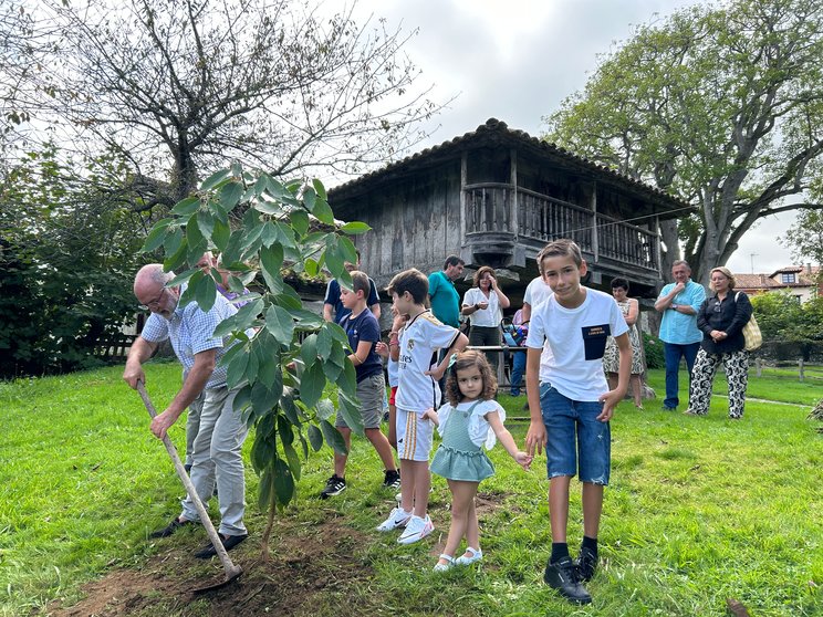 El acto consistió en la plantación de dos aguacates descendientes del centenario ejemplar del museo